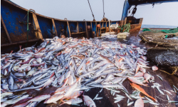 तापक्रम बढेसँगै बाका नदीका लाखौँ माछा मरे