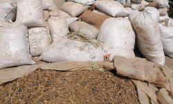 कुहिँदैछन् जडीबुटी