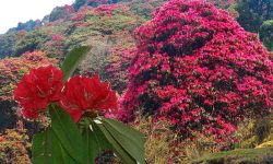 गुराँसको राजधानीमा चैतमा पनि गुराँस फुलेन