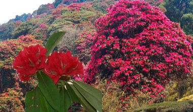 गुराँसको राजधानीमा चैतमा पनि गुराँस फुलेन