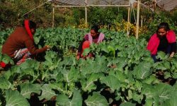 कृषि उत्पादन बढाउन मेला