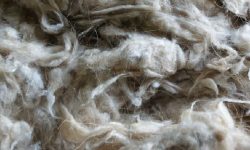 मुस्ताङमा च्याङ्ग्रा पश्मिना भुवाको गुणस्तर पत्ता लगाउन नमूना सङ्कलन