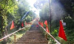 धातुजन्य किला ठोक्दा पाथीभरा क्षेत्रका बोटबिरुवा नासिँदै