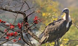 मासिँदै सिमल, लोप हुँदै गिद्ध