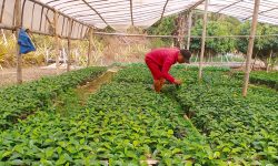 भूकम्पपछि गाउँ फर्किएर कृषिमा रमाउँदै राई दम्पती