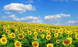 सूर्यमुखीको व्यावसायिक खेती