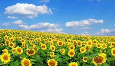 सूर्यमुखीको व्यावसायिक खेती