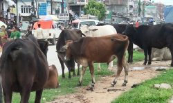 चौपाया छाडा छाड्नेलाई सात हजार जरिवाना