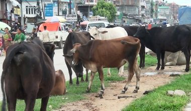 चौपाया छाडा छाड्नेलाई सात हजार जरिवाना