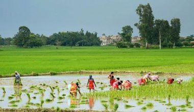 ‘जग्गाको खण्डीकरण र खाद्य सङ्कट बढ्ने’