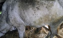 चितवनमा गाई भैँसीमा लम्पीस्किन रोग