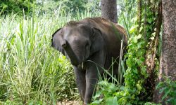 जङ्गली हात्तीले कुल्चेर वृद्धको मृत्यु