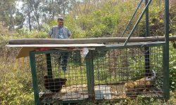 बल्ल पासोमा पर्यो चितुवा