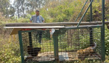 बल्ल पासोमा पर्यो चितुवा