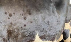 सुदूरपश्चिम पशुमा ‘लम्की स्किन’ रोगको समस्या