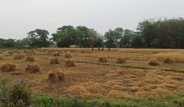 बेमौसमी वर्षाले गहुँबालीमा क्षति