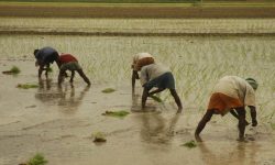 अक्षय तृतीया किसानहरूको पर्व हो