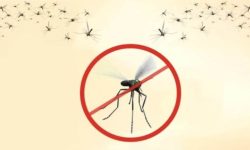 विदेशबाट भित्रिन्छन् औलोका बिरामी, अनि कसरी हुन्छ निवारण ?