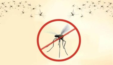 विदेशबाट भित्रिन्छन् औलोका बिरामी, अनि कसरी हुन्छ निवारण ?