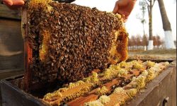 मौरीपालनमा कृषक आकर्षित