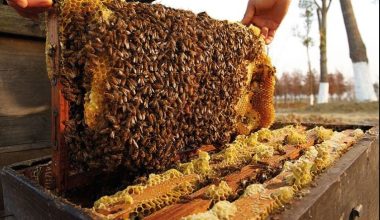 मौरीपालनमा कृषक आकर्षित