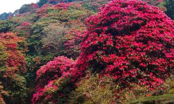 म्याग्दीमा चैतमै निख्रियो लालीगुराँस