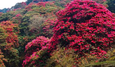 म्याग्दीमा चैतमै निख्रियो लालीगुराँस
