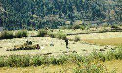 जुम्लामा मार्सीधानको खेती घट्दै