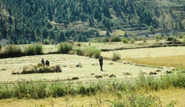 जुम्लामा मार्सीधानको खेती घट्दै