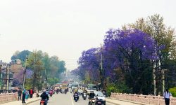 ज्याकाराण्डा फूल