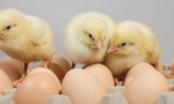 लेयर्स कुखुरापालन व्यवसाय बचाउन ‘एग ट्रेडिङ’