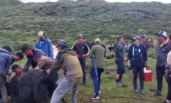 मुस्ताङमा चौँरीको आलो रगत पिउनेको भीड