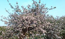 जुम्लामा स्याउ बगैँचा फुलेर सेताम्मे