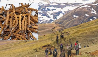 मनाङवासी यार्सागुम्बा टिप्न हिमाली भेगतर्फ