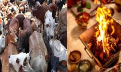 बेवारिसे गाईबाच्छा संरक्षणका लागि गोरक्ष महायज्ञ