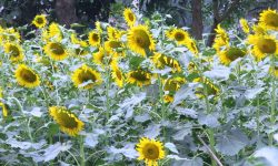 खेतमा फुलेको सूर्यमुखी फूल