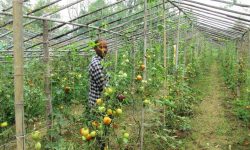 गोलभेँडा स्याहार्दै चौधरी