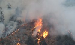 डढेलोले बैतडीमा तीन सय हेक्टर वन क्षेत्र सखाप