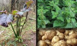 पहिचान बन्दै सिस्नो, बाँको र आलु