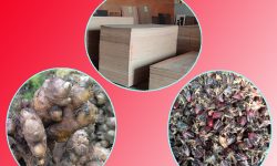 अदुवा, अलैँची र प्लाइउडको निर्यात बढ्यो