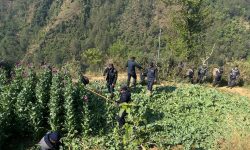 रोल्पामा २८ रोपनीको अफिम खेती नष्ट