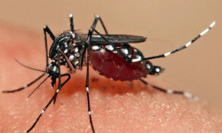 आयातित औलो निवारणको चुनौती