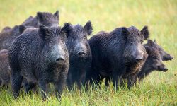 बँदेलकाे सिकार नहुँदा ढोरपाटनका किसान समस्यामा