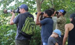 बर्दिया निकुञ्जमा पर्यटकको चलपहल