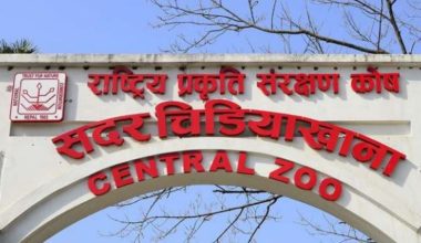 सदर चिडियाखानाको आम्दानी बढ्यो