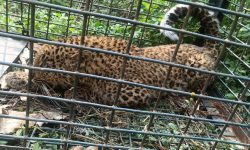 नरभक्षी बाघ जावलाखेलमा ल्याइयो