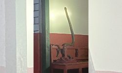 बसाइँ सर्यो ‘किङ कोब्रा’