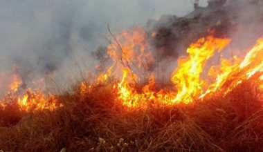चिलीमा डढेलोका कारण आपतकालको घोषणा, २० हजारलाई सुरक्षित स्थानमा सारियो