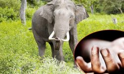 जङ्गली हात्तीको आक्रमणबाट वृद्धको मृत्यु