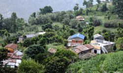 केरा बेचेरै डेढ करोड आम्दानी